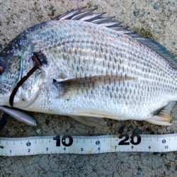 ぷら岸壁調査！！