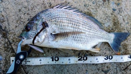 ぷら岸壁調査！！