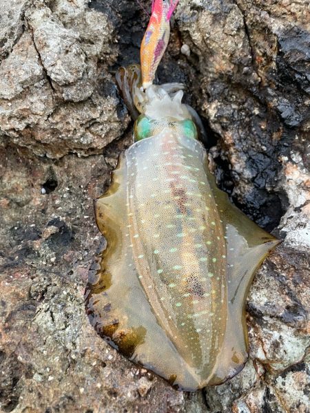 2023 佐渡ヶ島エギング 9回目【9月1…