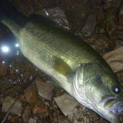シャッドでバス釣り
