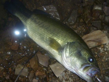 シャッドでバス釣り