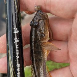 旧中川ハゼ 渋め(80匹ぬ)