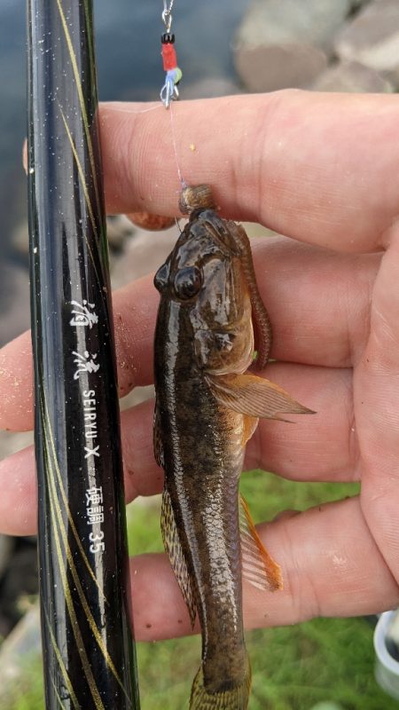 旧中川ハゼ 渋め(80匹ぬ)