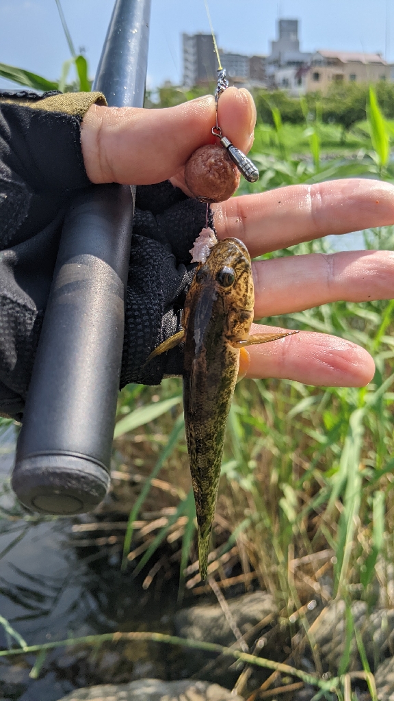 旧中川 ハゼ 台風後