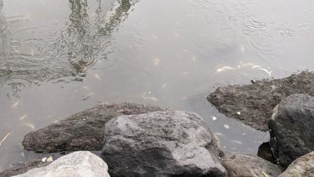 旧中川　ハゼ　大量死