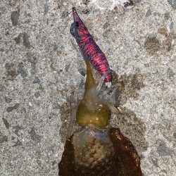 フナムシ怖すぎ