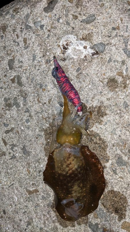 フナムシ怖すぎ