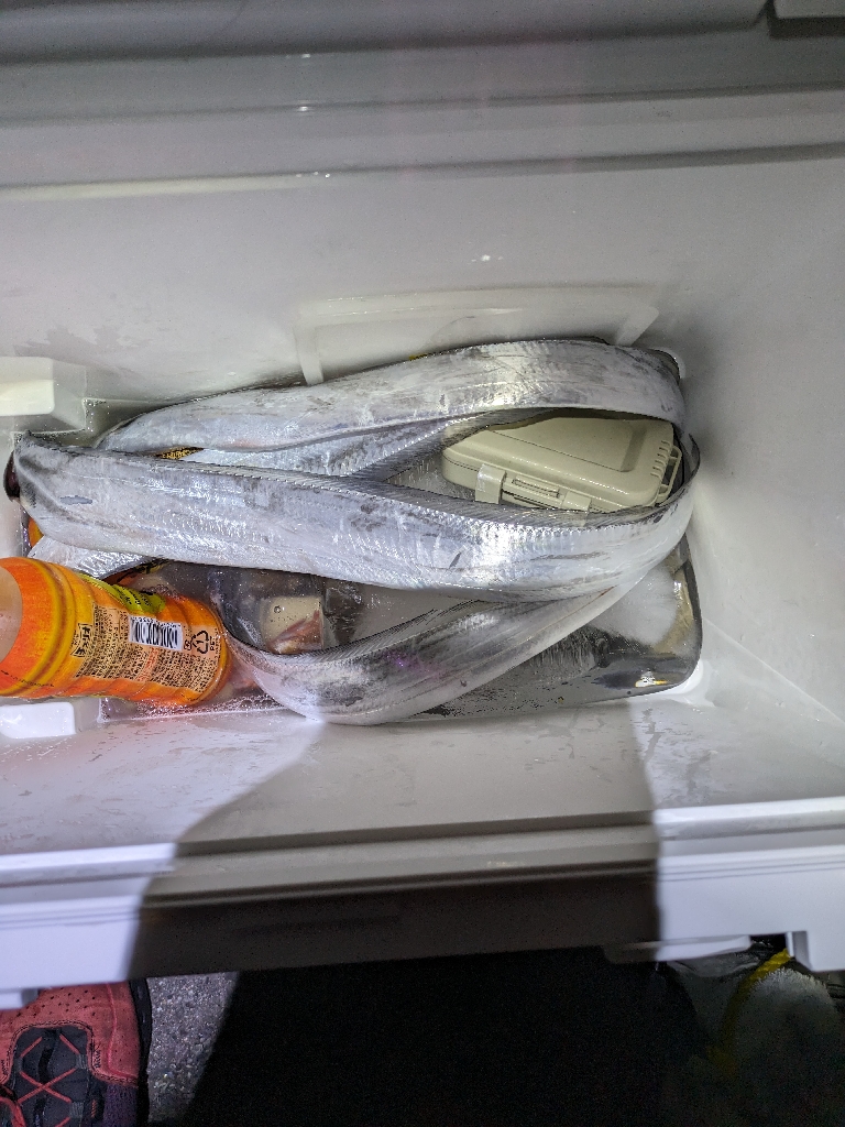 太刀魚釣れるかな