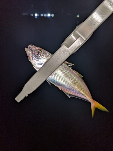 レベルアップ？