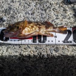 穴釣り&エギング