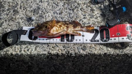 穴釣り&エギング