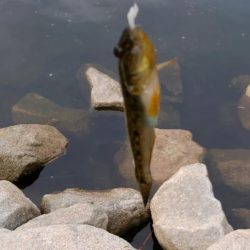 旧中川　ハゼ30匹チチブ60匹