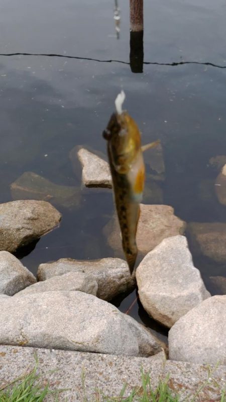 旧中川　ハゼ30匹チチブ60匹