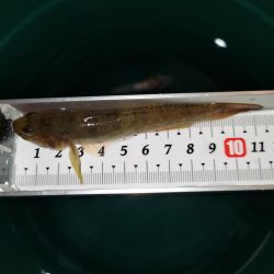 旧中川 ようやく1束釣れる