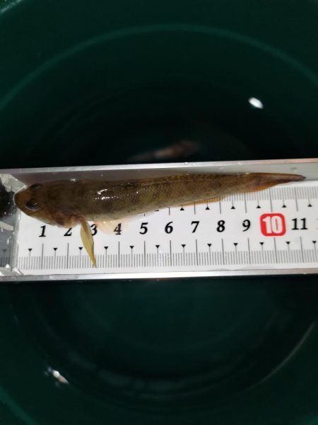 旧中川 ようやく1束釣れる