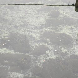 旧中川　大規模な酸欠でハゼ釣り終了のお知らせ