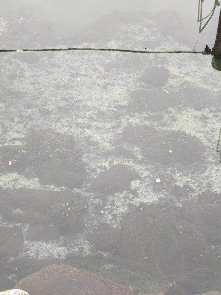 旧中川　大規模な酸欠でハゼ釣り終了のお知らせ