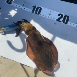 2023 佐渡ヶ島カヤックエギング 4回目【9月3日】