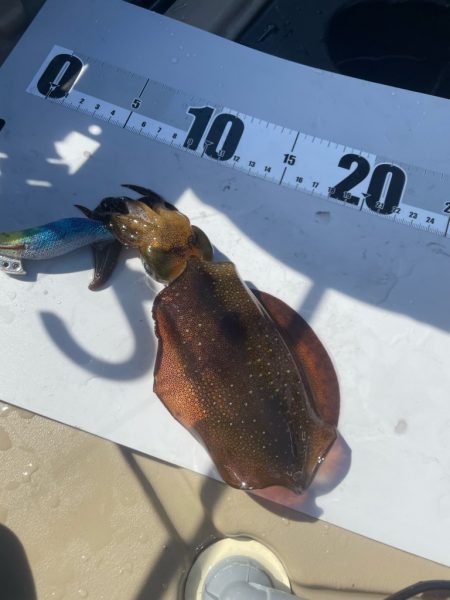 2023 佐渡ヶ島カヤックエギング 4回目【9月3日】