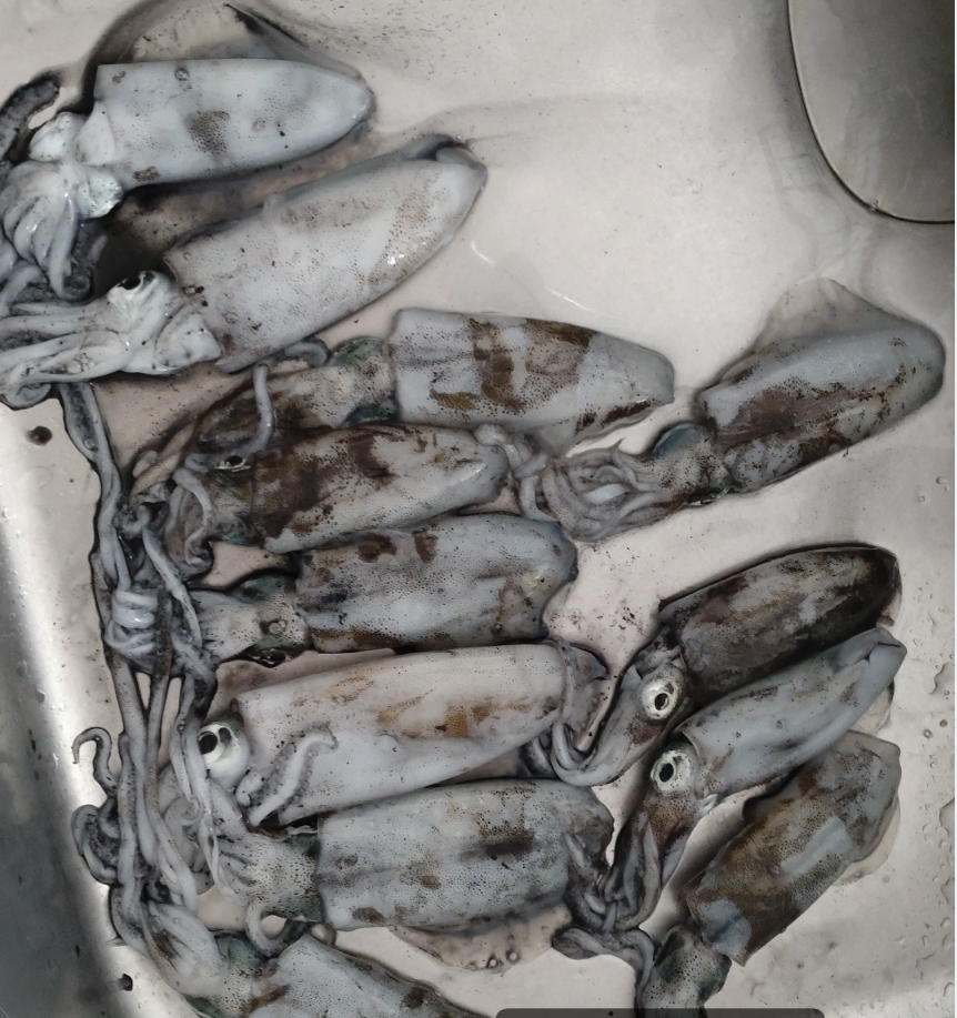 ティップラン開幕！！