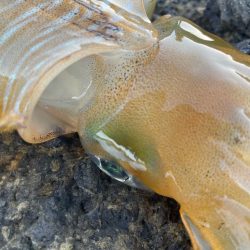 2023 佐渡ヶ島エギング 17回目【9月24日】