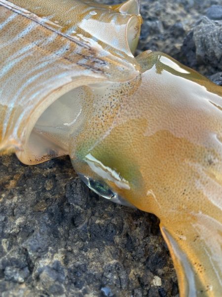 2023 佐渡ヶ島エギング 17回目【9月24日】