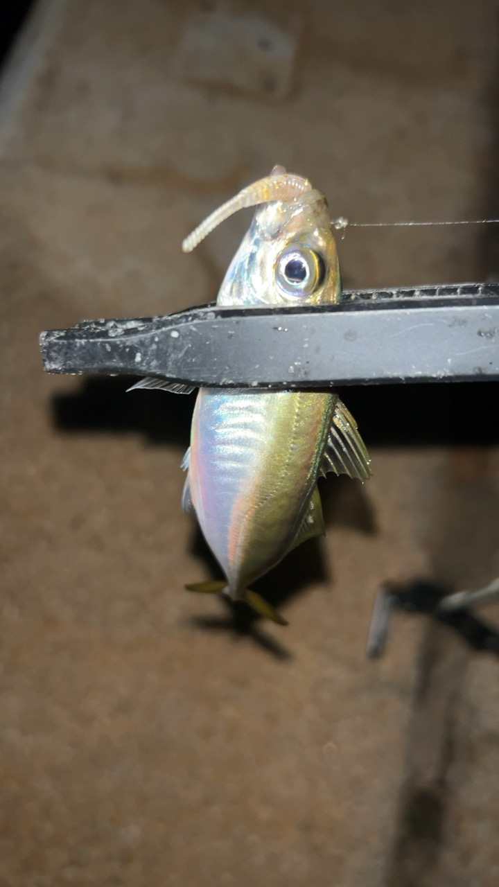 アジング五目釣り♪