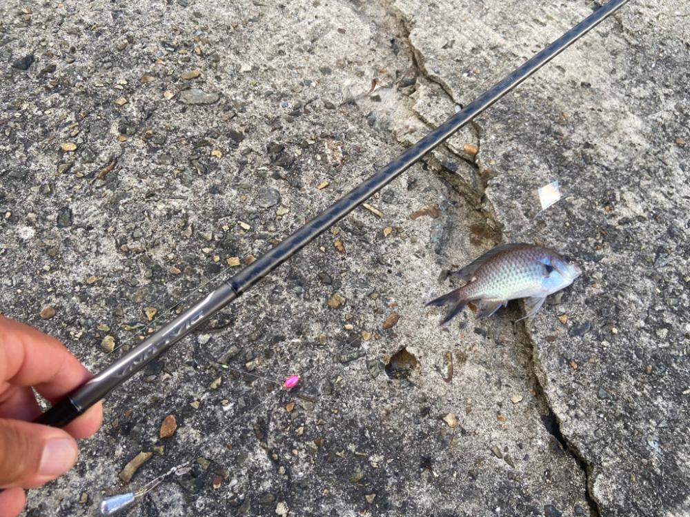 ちょい投げシロギスタの丁稚奉公