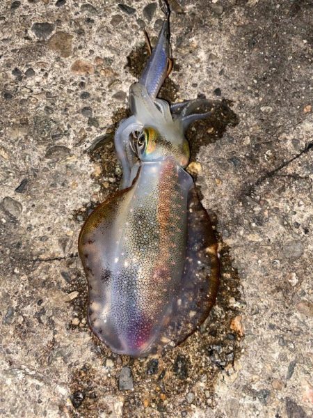 久しぶりの夕マズメ