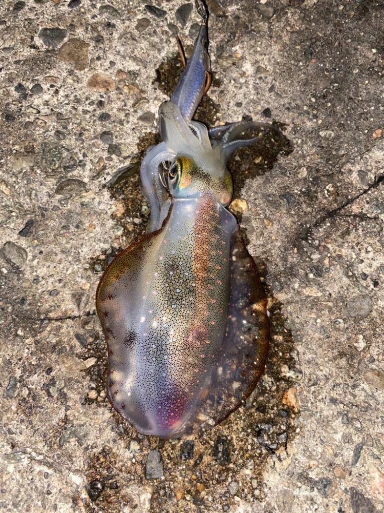 久しぶりの夕マズメ