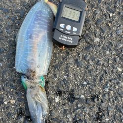 シーズン初アオリイカ