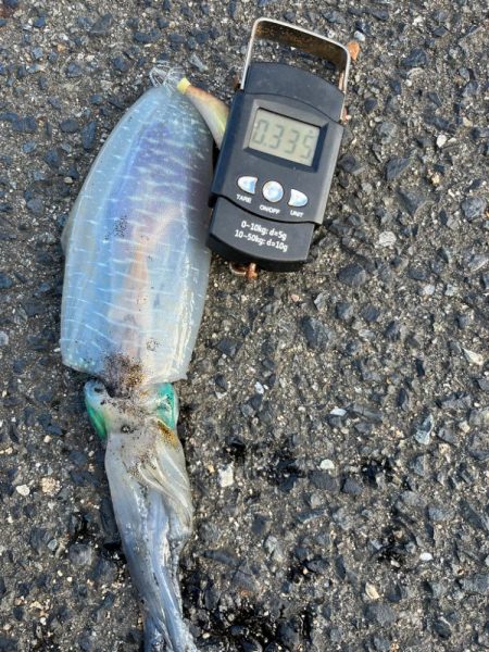 シーズン初アオリイカ