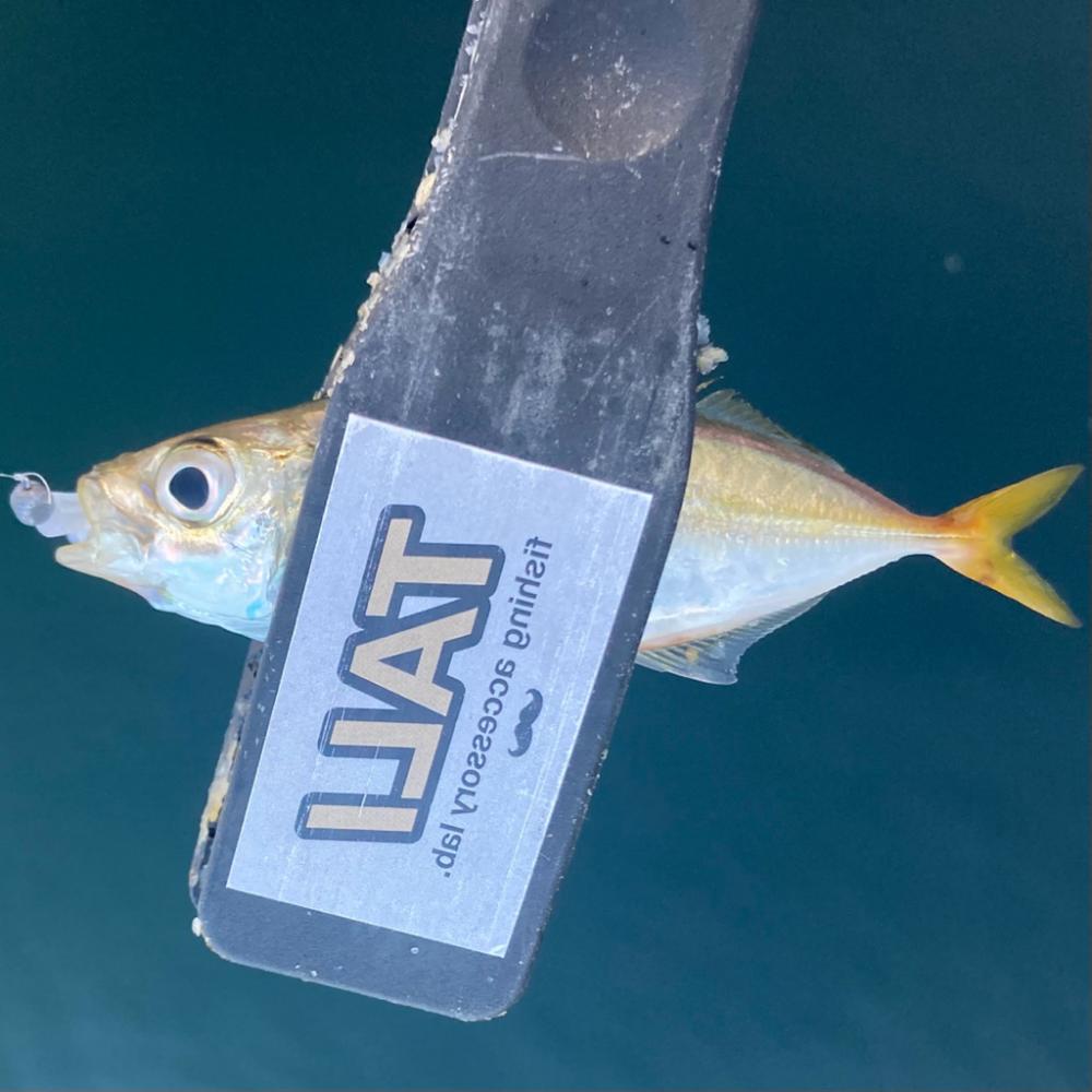 お手軽アジング