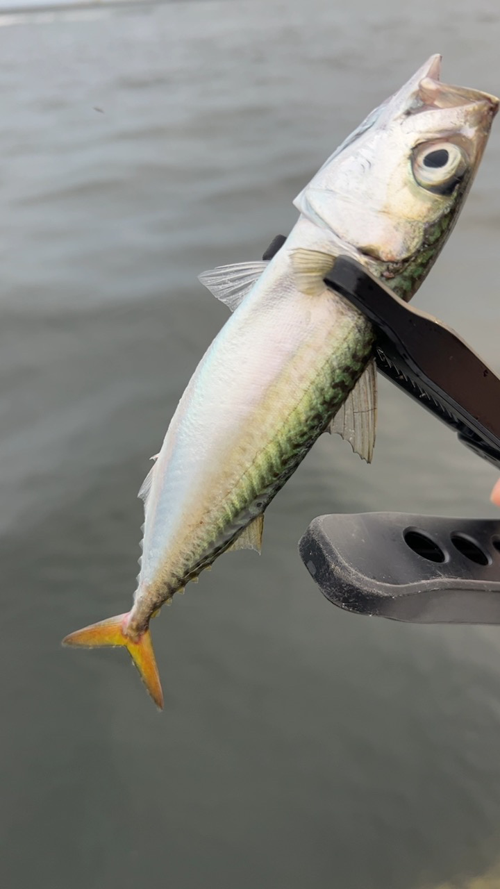 デイアジング♪