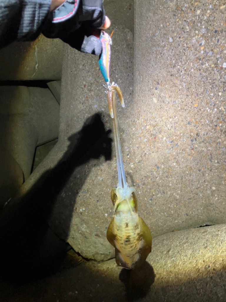 アオリイカ 成長してます(^^)