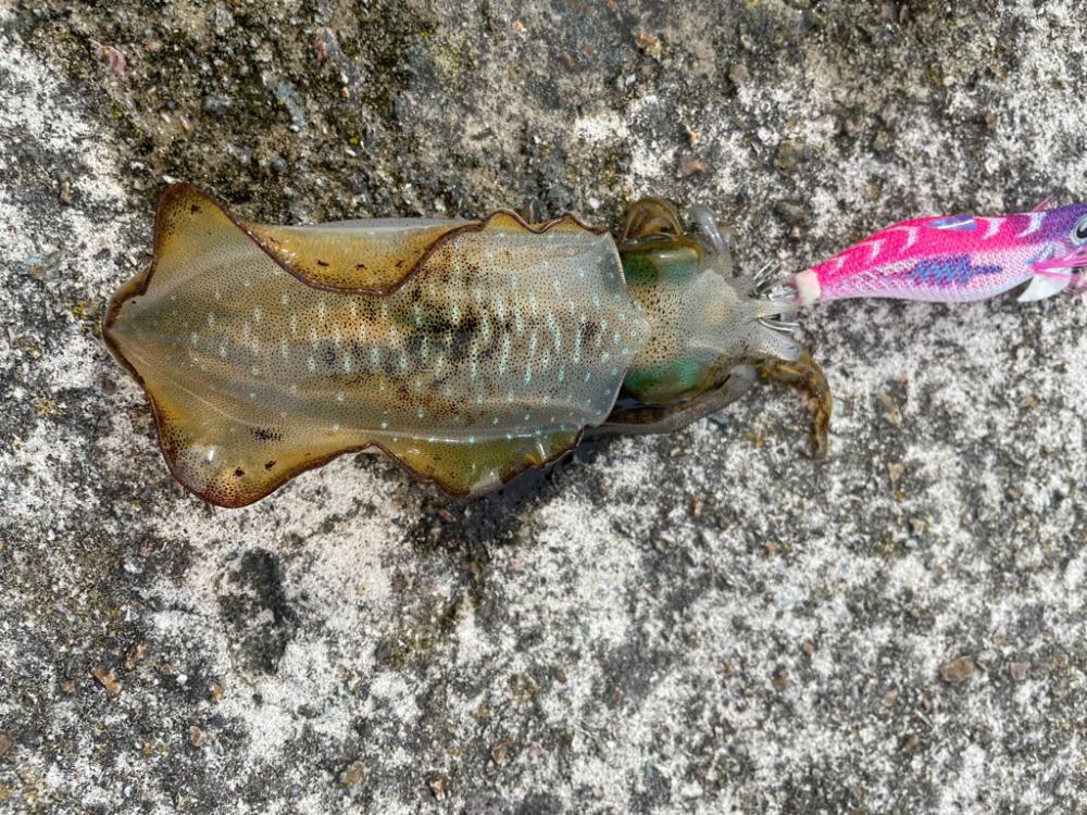 2023 佐渡ヶ島エギング 8回目【9月11日】