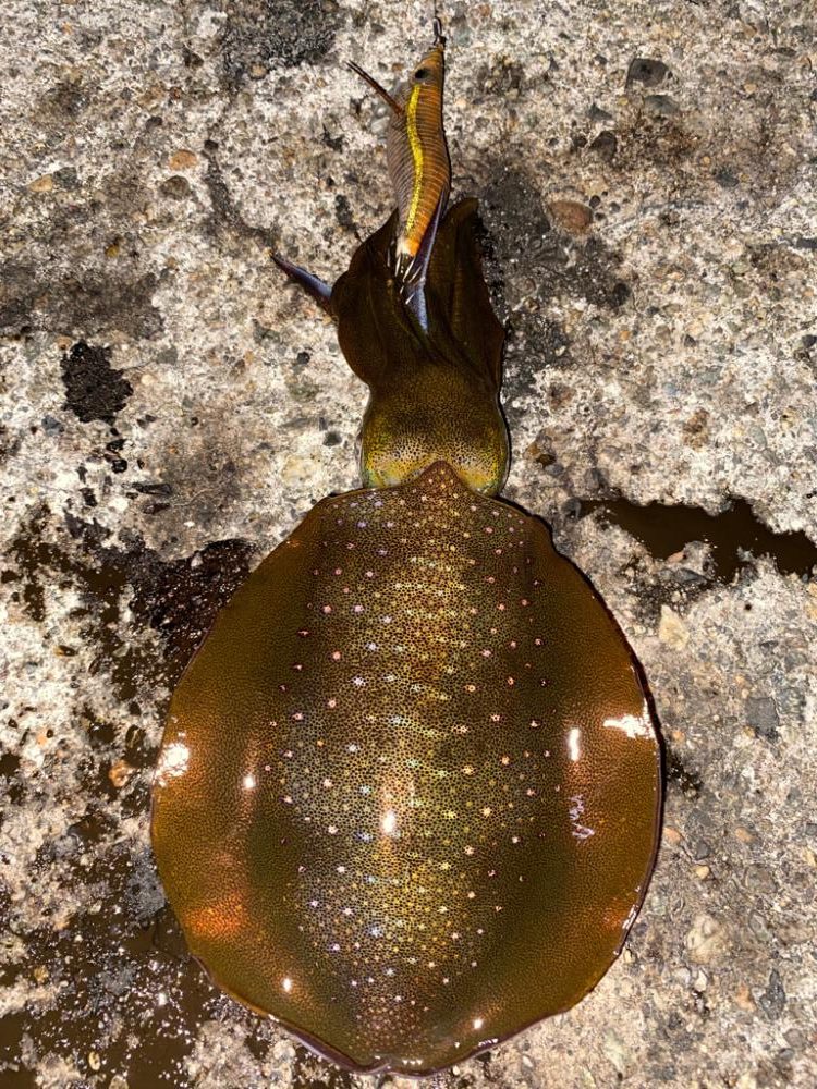 デカメバルとアオリ