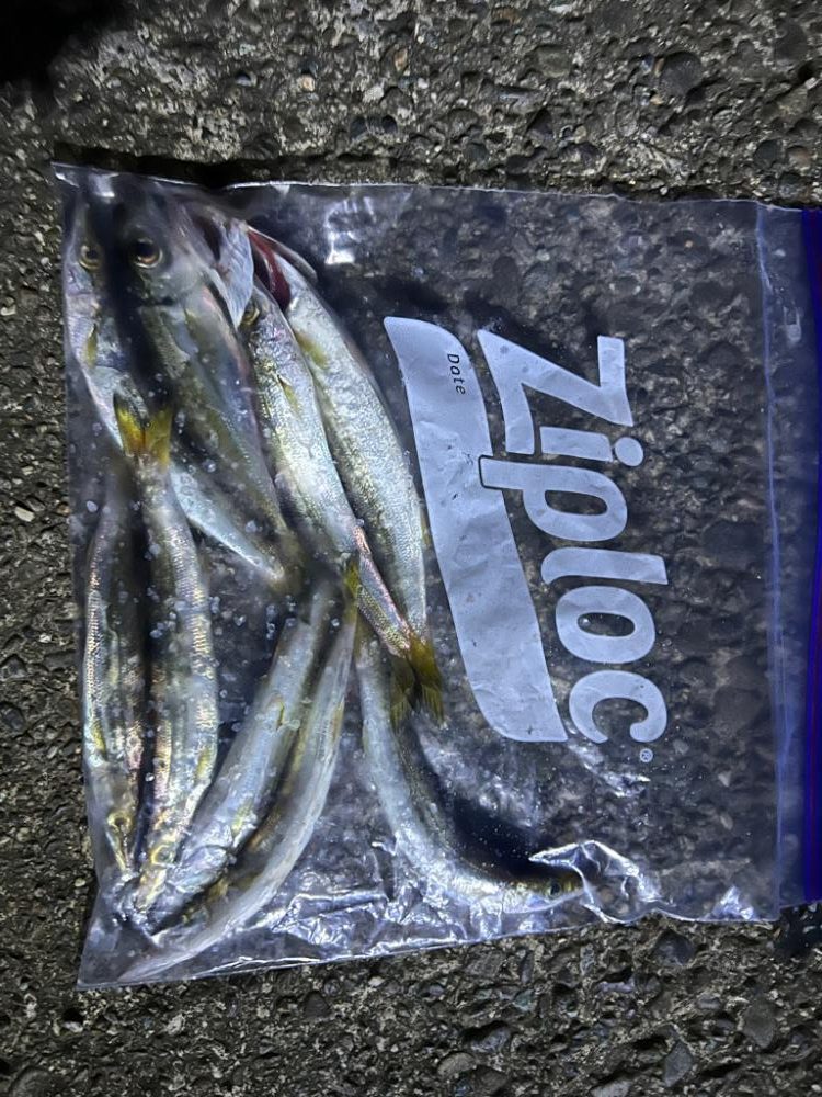 カマスは釣れる