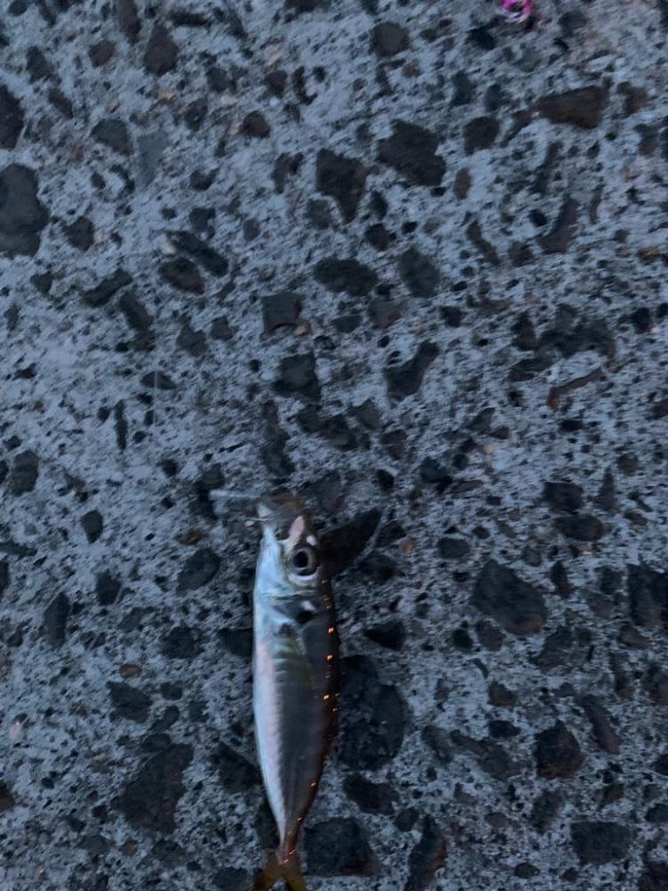 青物狙いだけど。。