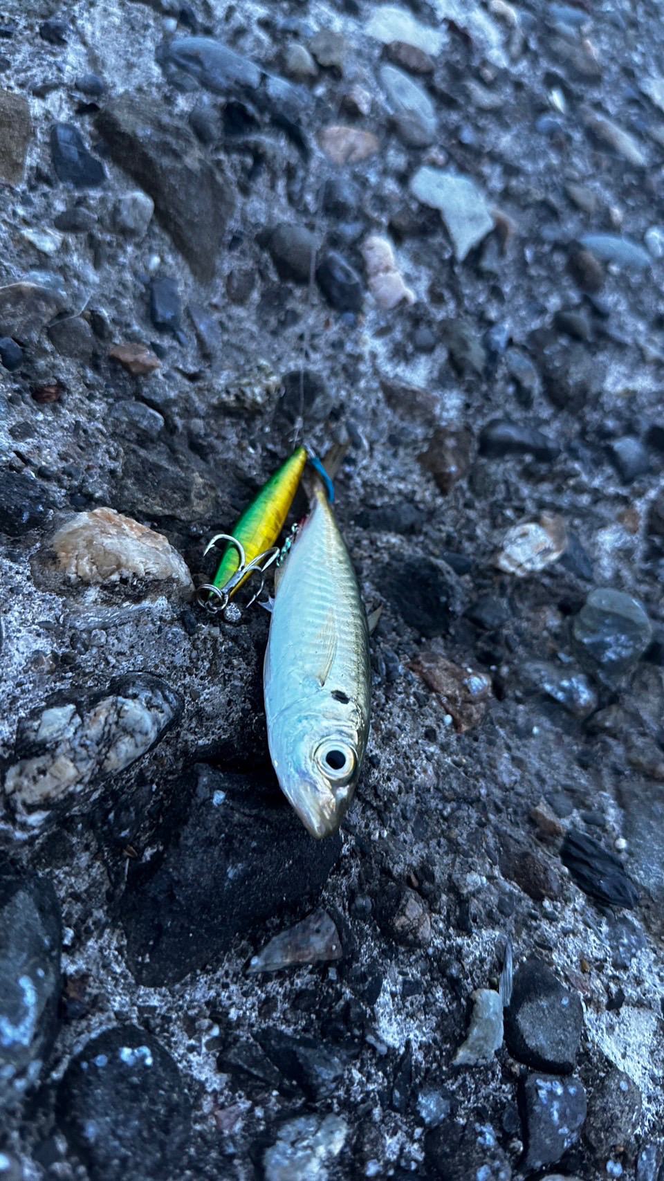 シマウマ坊主でアレ