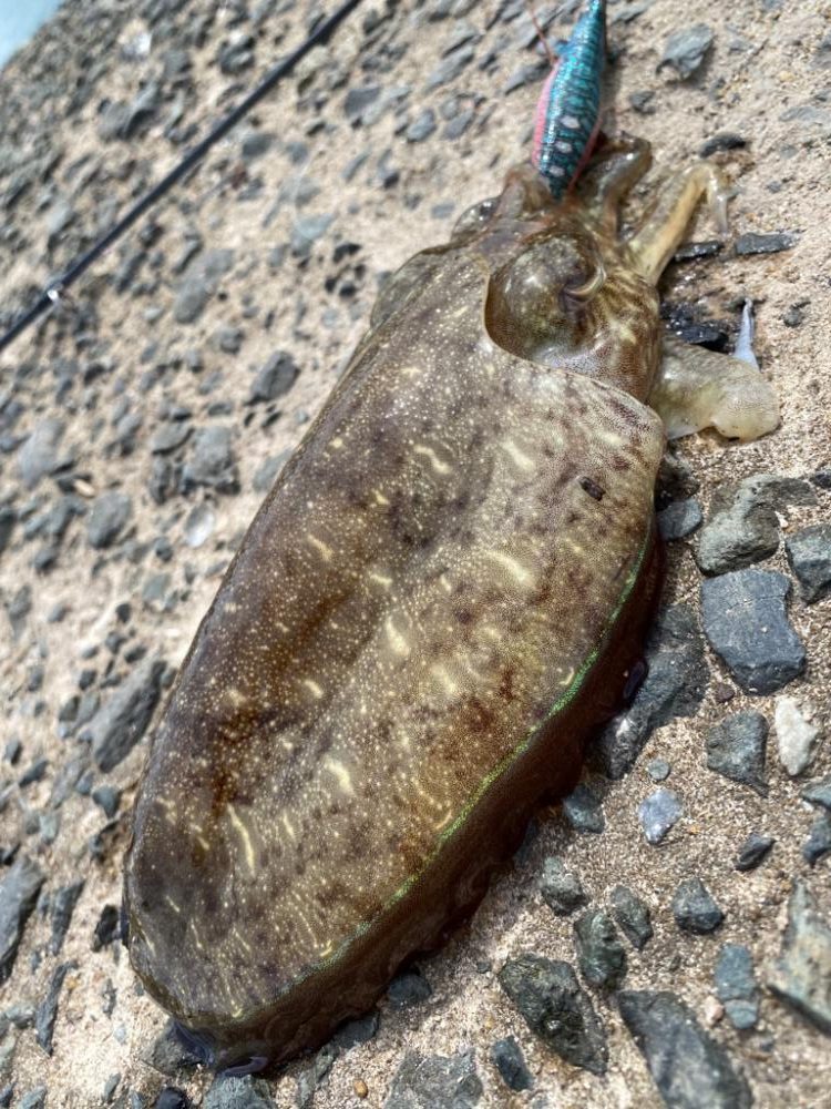 コウイカ新子入れ食い