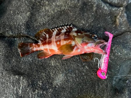 苦しい時のジャックアイTGスイム