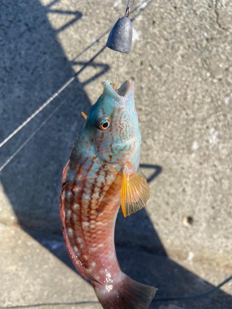 ちょい投げシロギスタの離島でカワハギDAY