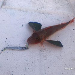 9/17 伊島沖ジギングタイラバ　橘湾ティップラン