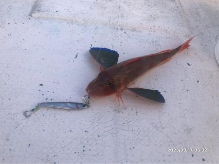 9/17 伊島沖ジギングタイラバ　橘湾ティップラン