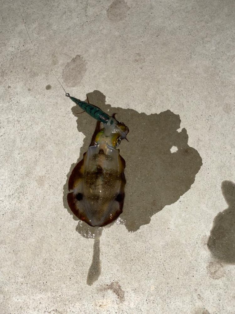 エギで尺キジハタ