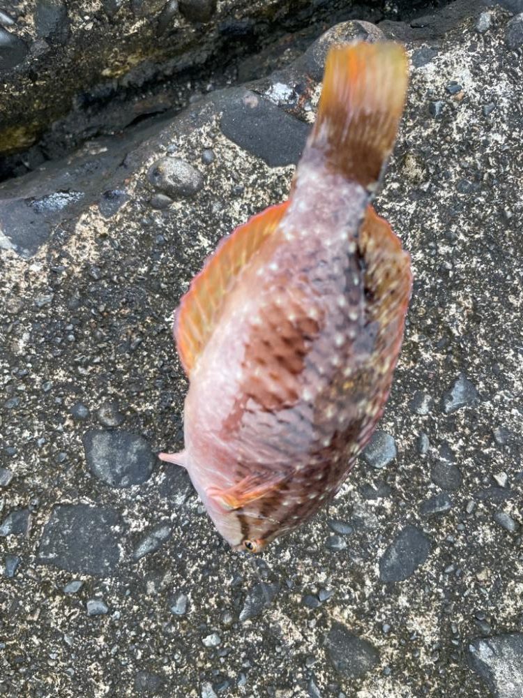 仲間と五目釣り