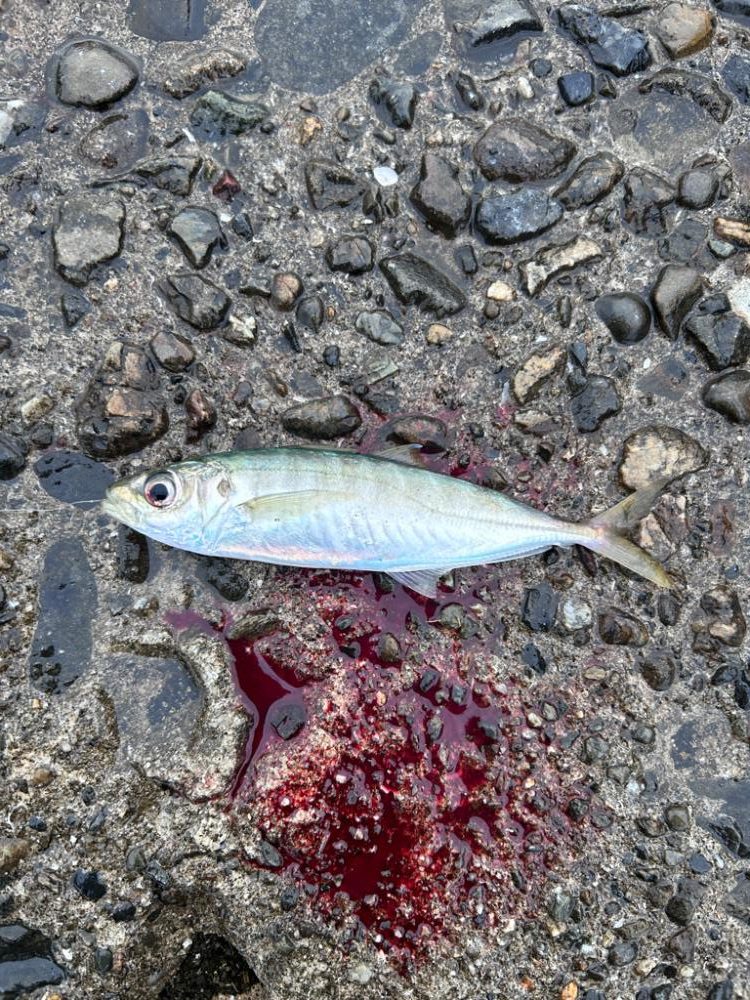 太刀魚 アジ
