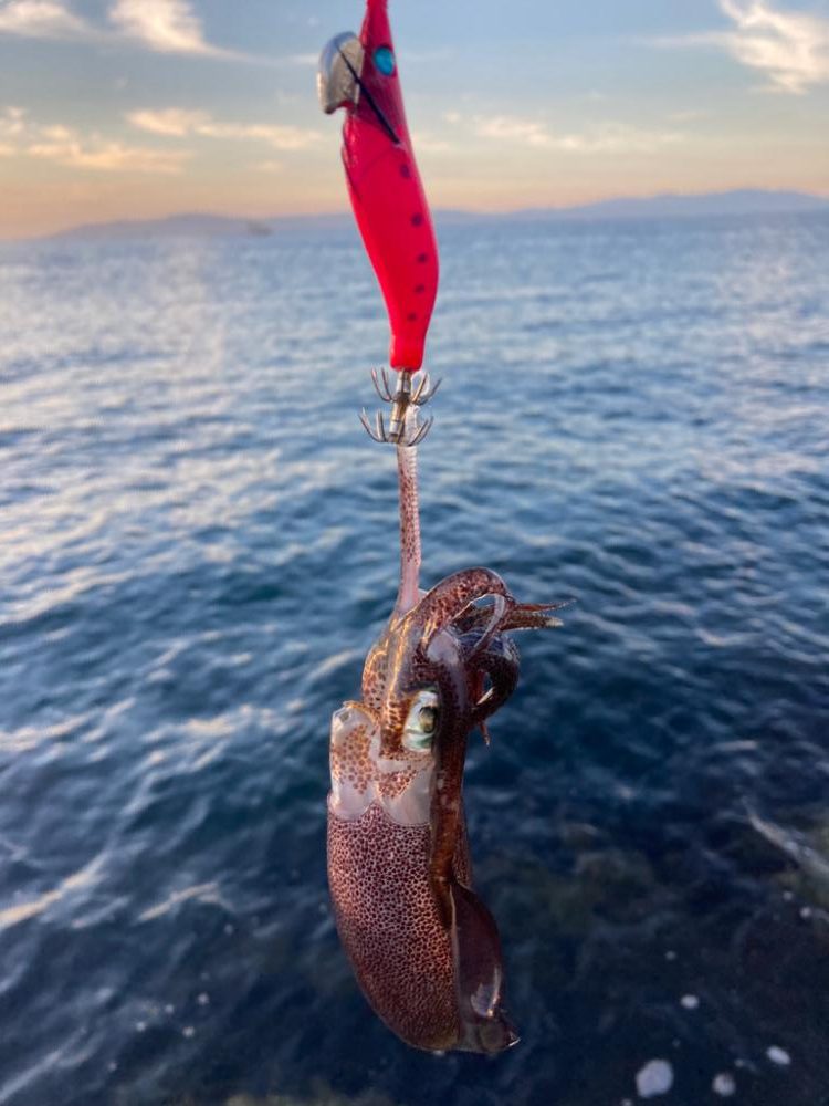 秋イカはまだ早い?