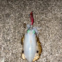 満月大潮エギング